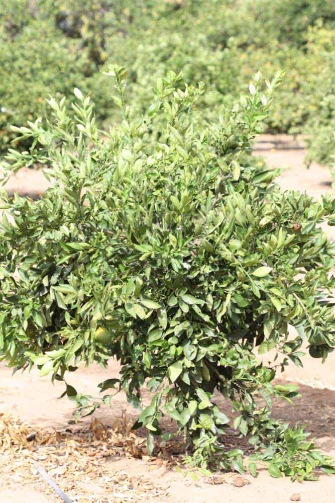            Habit (Riverside, CA)   